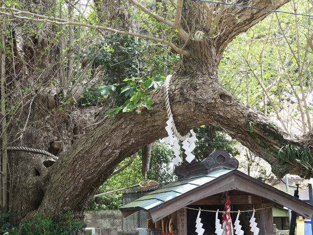 龍にみえるイチョウ_海南神社
