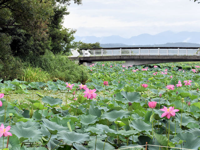 瓢湖 蓮_瓢湖水きん公園