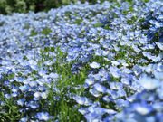はじめさんの長井海の手公園ソレイユの丘の投稿写真1