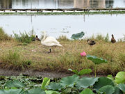 仏像さんの瓢湖水きん公園の投稿写真2