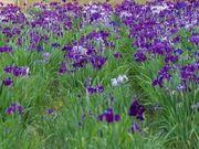 フルスピードさんの阿波岐原森林公園の投稿写真1