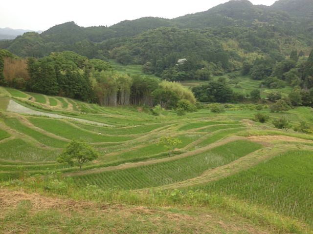 曇り空でも緑がキレイ_大山千枚田