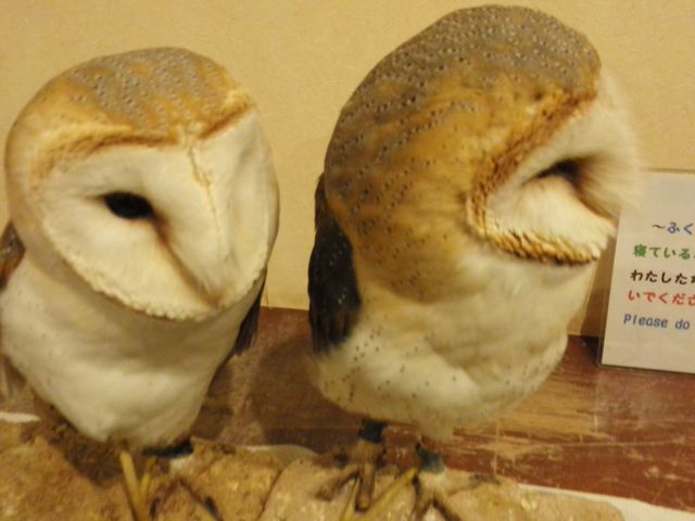 いつも仲良し_ならまち保護どうぶつ園