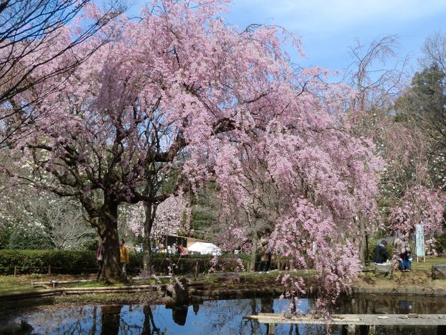 桜_荒井城址公園