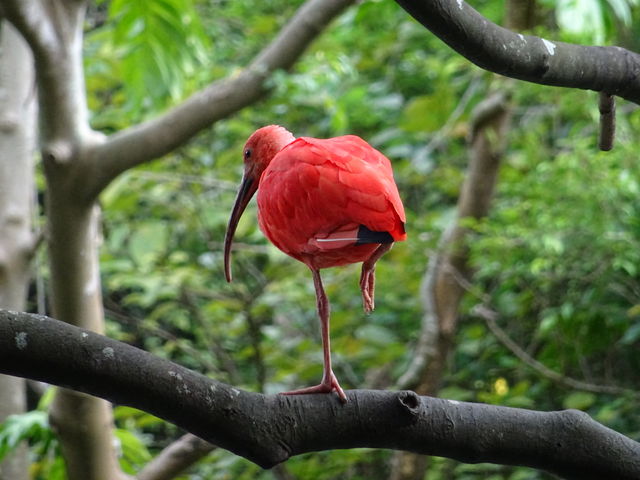 アマゾンエリアで休む鳥_ネオパークオキナワ