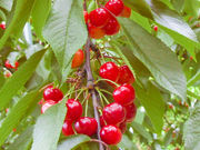 ponnkichiさんのフルーツラインの投稿写真1