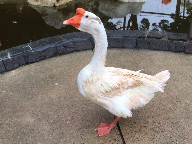 鳥類センター_久留米市鳥類センター