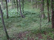 たかちゃんさんのキウス周堤墓群の投稿写真3