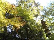 スマイルさんの興聖寺の紅葉の投稿写真1