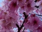 jjさんの赤坂泉公園の投稿写真1