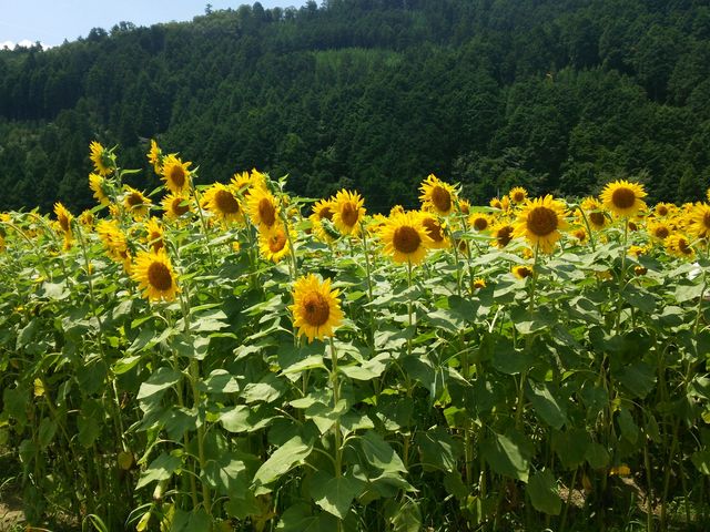 ひまわり!!_南光ひまわり館