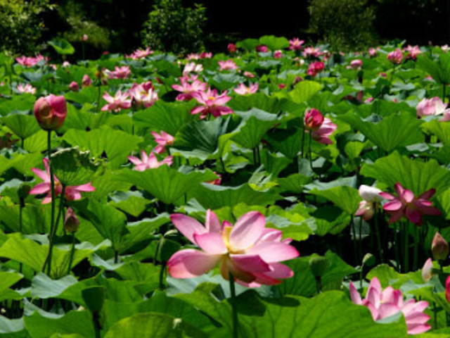 芽衣さんの浜津ケ池の投稿写真1