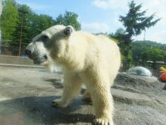 キッキさんの旭山動物園への投稿写真1