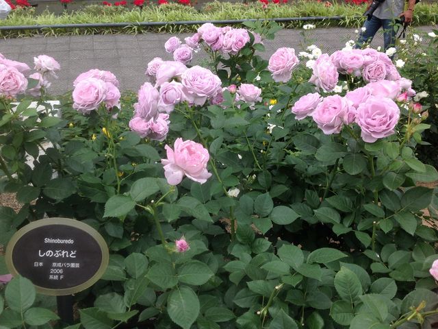 満開の薔薇_中之島公園(大阪府大阪市)