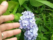 源之助さんの雨引観音のあじさいの投稿写真2