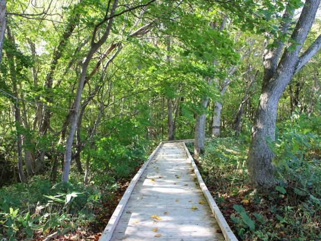 遊歩道_北海道立自然公園 野幌森林公園(昭和の森 野幌自然休養林)