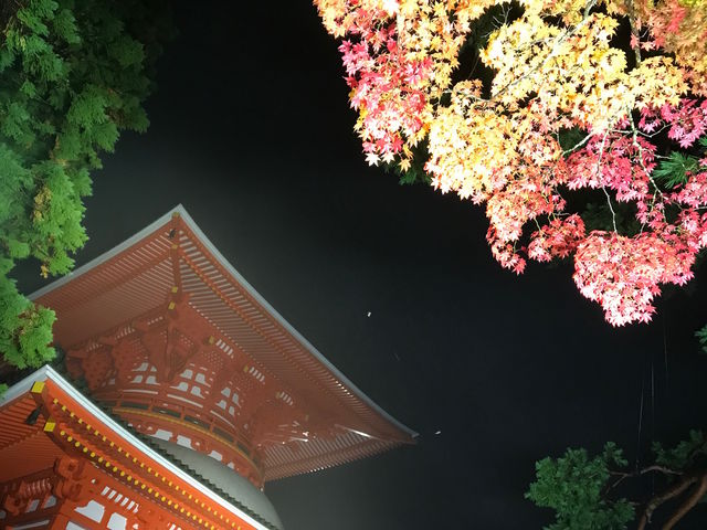 紅葉とライトアップ_根本大塔