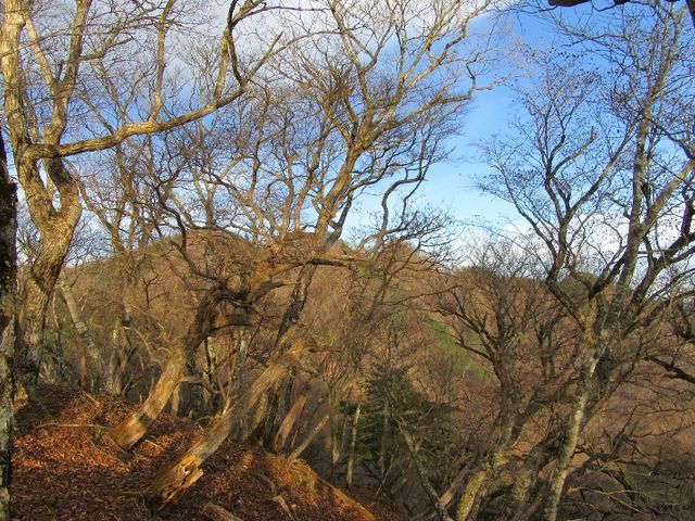 ま〜ぼ〜さんの天目山の投稿写真1