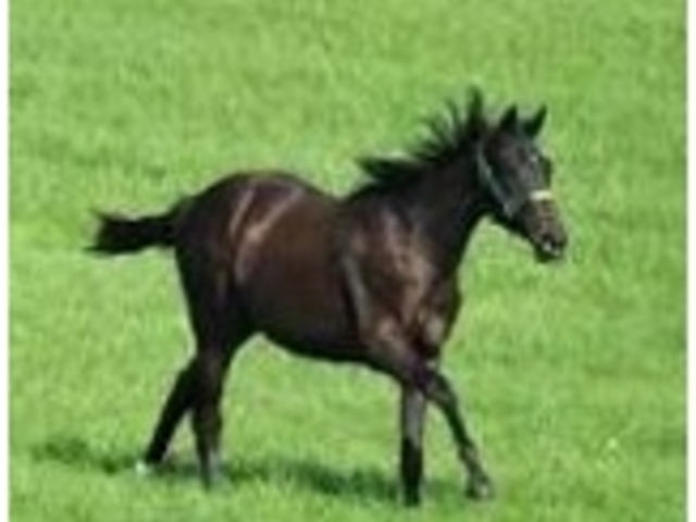 早い馬さん_競走馬の放牧