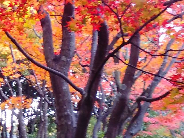 変わった紅葉_茶室 童子苑