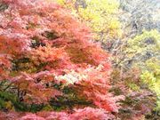 Happyさんの河口湖湖畔遊歩道の投稿写真1