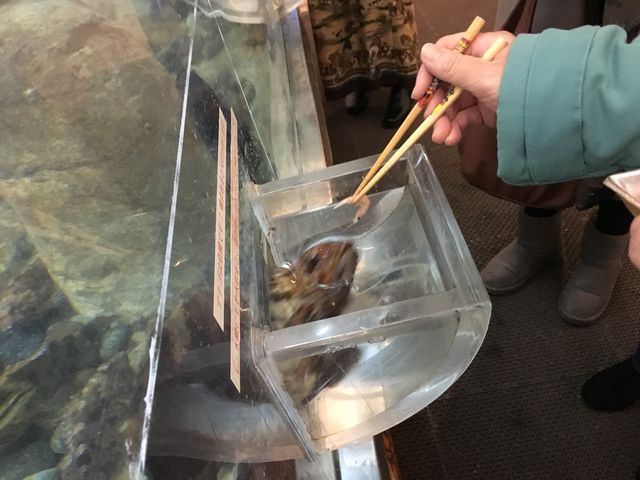 水槽の水が溢れない謎のポケット
おサカナさんが餌を待っています_福井県海浜自然センター