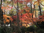 インゲンさんの妙法寺の投稿写真3
