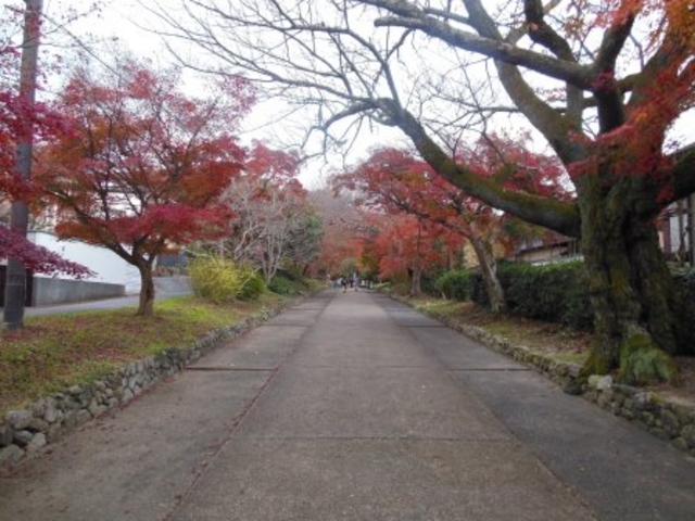 参道_鷺森神社