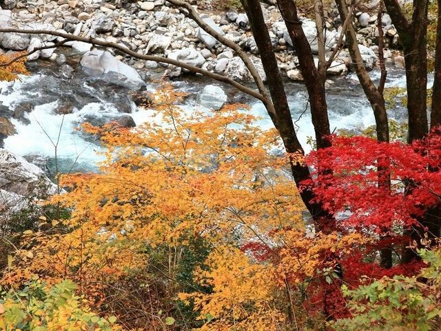 板取川流域_板取川