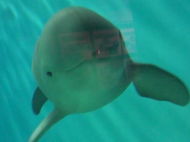下関市立しものせき水族館・海響館