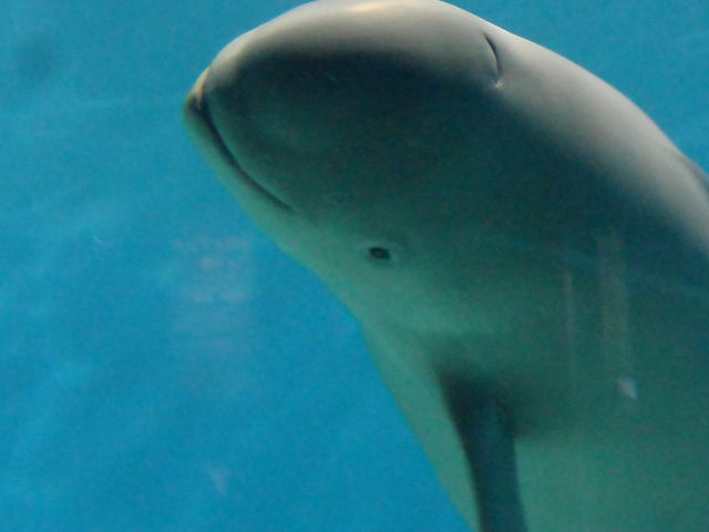下関市立しものせき水族館・海響館