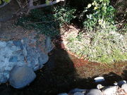 ぐうたらタラちゃんさんの青柳段丘とママ下湧水の投稿写真1