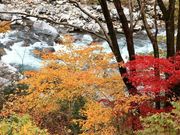 akioさんの板取川の投稿写真1