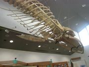 ike55jpさんのつのしま自然館の投稿写真1