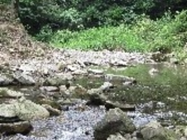 柏原渓谷_柏原渓谷のツツジ