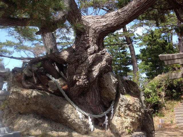 御神木_津神島公園