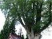 たけさんの赤谷十二神社の大けやきの投稿写真1