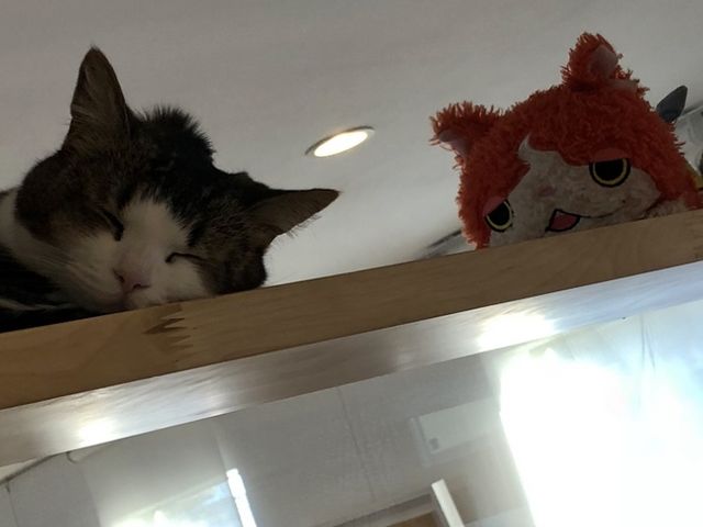 可愛いすぎます!_ねこぐるま