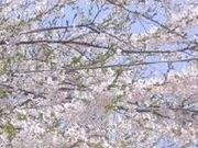 フルスピードさんの愛宕山公園の投稿写真1