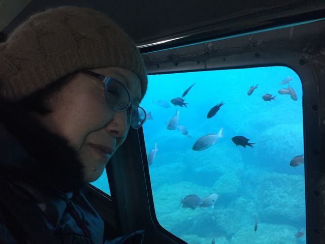 船底では海底のお魚が見れるんだ_海中遊覧船はるひら丸イルカ号・伊東マリンタウン発着場