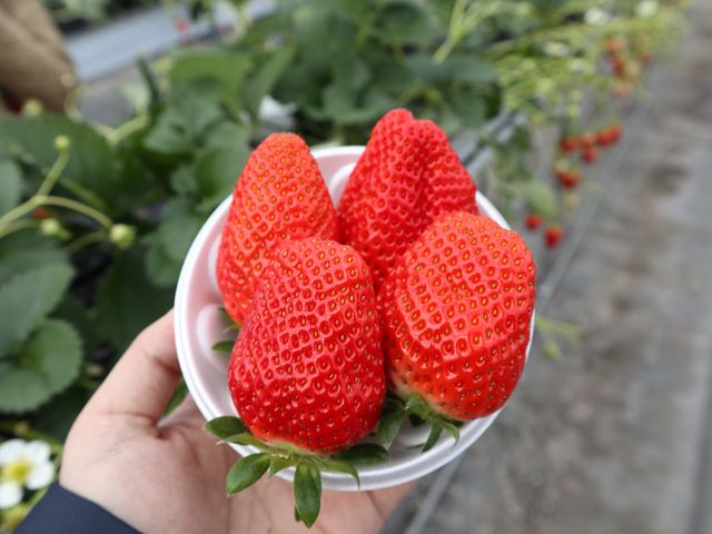 大きないちご!かおり野が個人的に美味しかったです。_大中垣見イチゴ園