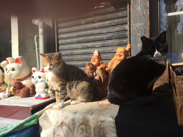 まねき猫と生猫_大手前通り西側歩道