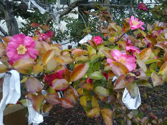 お花_福島稲荷神社