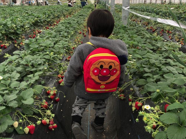 初いちご狩り_たむら農園