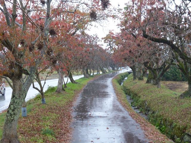 木々の色が残念です_柳坂曽根の櫨並木