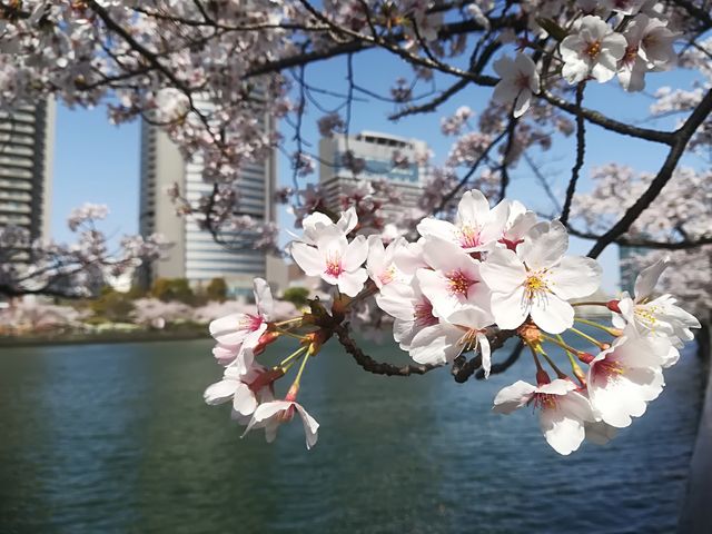 毛馬桜之宮公園_毛馬桜之宮公園