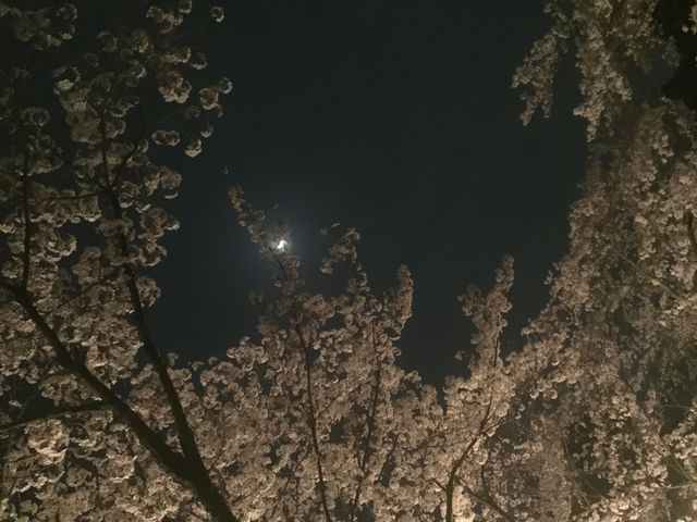 くんちゃんさんの茨城県護国神社の桜の投稿写真1