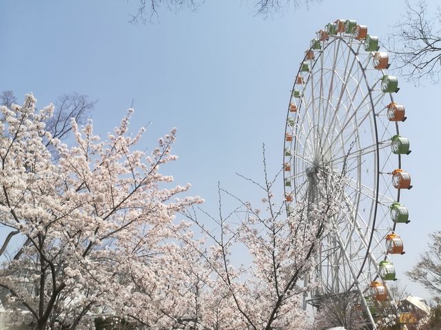 桜が満開でした。_川島パーキングエリア