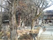 さとけんさんの恵林寺境内の桜の投稿写真2