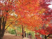 シオンさんの最上山公園もみじ山の紅葉の投稿写真2